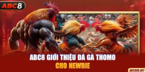 Abc8 giới thiệu đá gà Thomo cho newbie