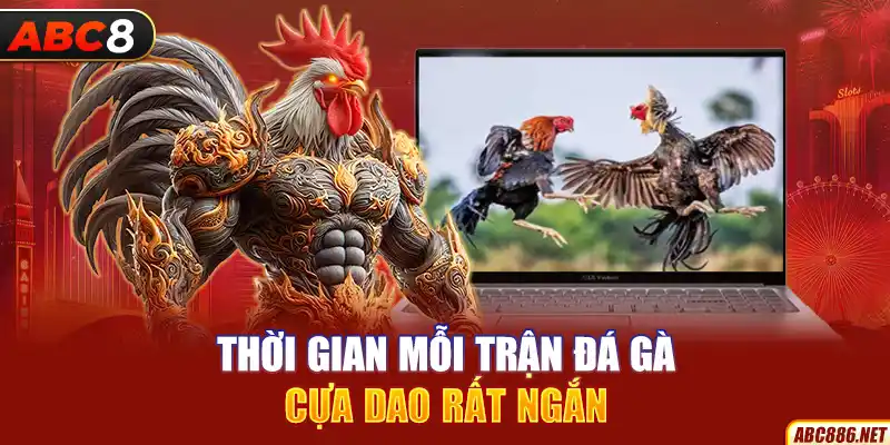 Thời gian mỗi trận đá gà cựa dao rất ngắn